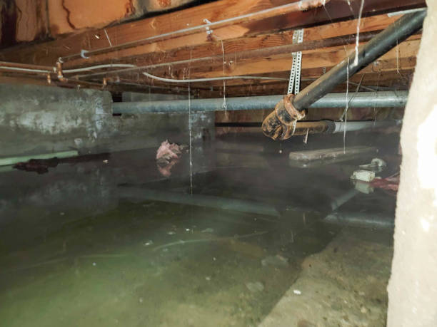 Best Flooded house restoration  in Lone Tree, IA