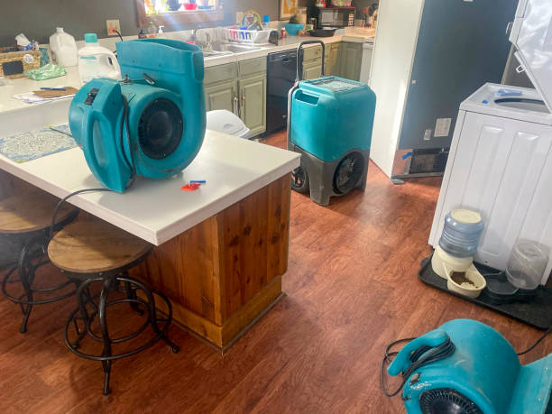 Best Water damage cleanup near me  in Lone Tree, IA