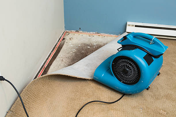 Best Water damage restoration mold remediation  in Lone Tree, IA